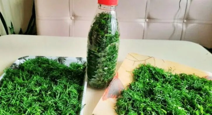 Свіжий кріп цілий рік: як зберегти ароматну зелень надовго