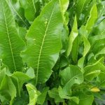 Листя хрону — незамінний дар природи, про який знають не всі. Встигніть зібрати!