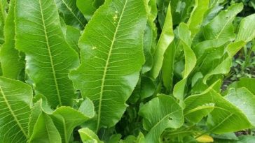 Листя хрону — незамінний дар природи, про який знають не всі. Встигніть зібрати!