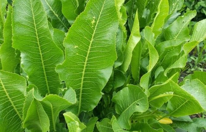Листя хрону — незамінний дар природи, про який знають не всі. Встигніть зібрати!