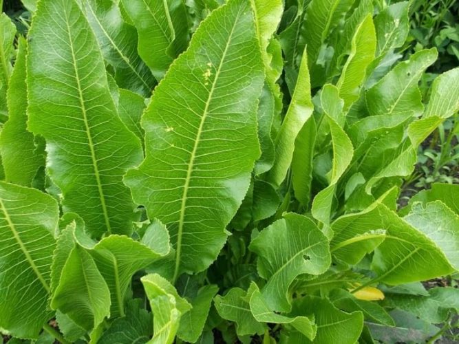 Листя хрону — незамінний дар природи, про який знають не всі. Встигніть зібрати!