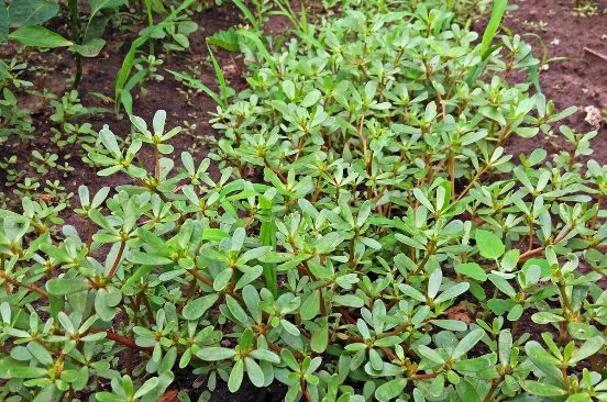 Портулак (Portulaca oleracea): суперфуд із городу - користь, застосування і де росте