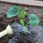 Чим полити розсаду огірків одразу після висадки, щоб вона швидко рушила в ріст