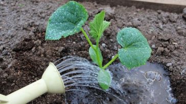 Чим полити розсаду огірків одразу після висадки, щоб вона швидко рушила в ріст