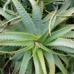 🌿 Столітник — зелений лікар на вашому підвіконні