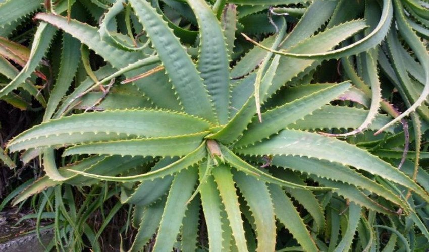 🌿 Столітник — зелений лікар на вашому підвіконні