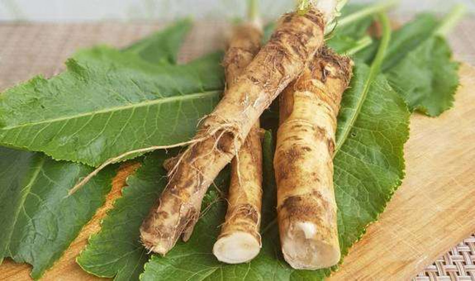 Хрін – природний еліксир для мозку, серця та кісток: як вживати правильно