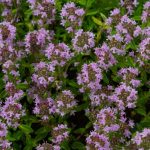 Цілющий скарб природи: трава, що долає сотні недуг