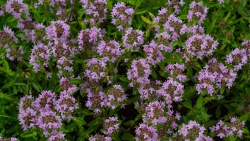 Цілющий скарб природи: трава, що долає сотні недуг