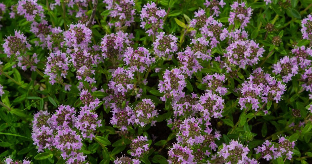 Цілющий скарб природи: трава, що долає сотні недуг