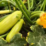 Кабачки у квітах — настав час дати їм поштовх до врожаю!
