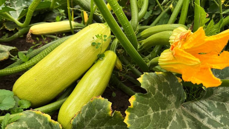 Кабачки у квітах — настав час дати їм поштовх до врожаю!