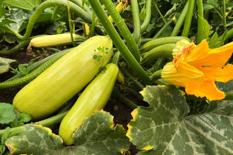 Кабачки у квітах — настав час дати їм поштовх до врожаю!