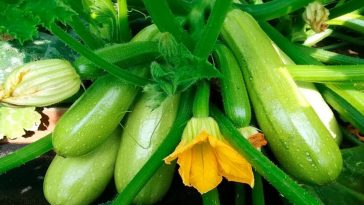Прабабусин секрет врожаю: чим обприскати кабачки, щоб родили, як з води