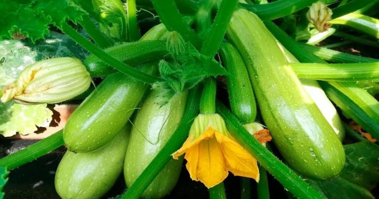 Прабабусин секрет врожаю: чим обприскати кабачки, щоб родили, як з води