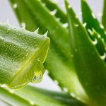 18 хвороб, які допомагає подолати алое вера