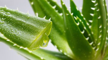 18 хвороб, які допомагає подолати алое вера