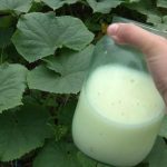 Сироватка — натуральний захист та підживлення для огірків і томатів