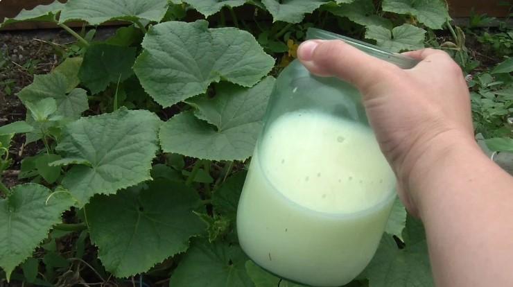 Сироватка — натуральний захист та підживлення для огірків і томатів