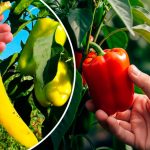 Секретна сила банана: чому варто закопати його перед посадкою перцю