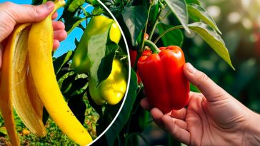 Секретна сила банана: чому варто закопати його перед посадкою перцю