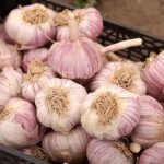 Незвичний, але надзвичайно зручний спосіб зберігання часнику на зиму (і не тільки)