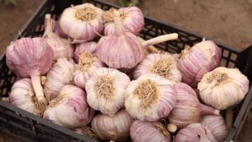 Незвичний, але надзвичайно зручний спосіб зберігання часнику на зиму (і не тільки)