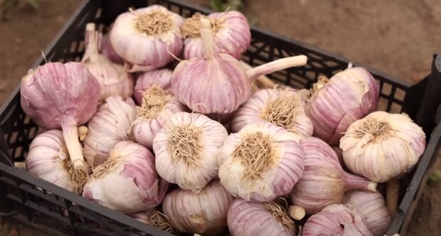 Незвичний, але надзвичайно зручний спосіб зберігання часнику на зиму (і не тільки)