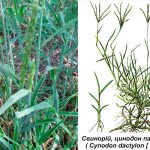 🌿 Свинорій пальчастий (Cynodon dactylon): цілюща трава, яка лікує