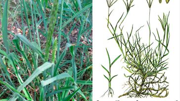 🌿 Свинорій пальчастий (Cynodon dactylon): цілюща трава, яка лікує