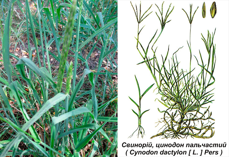 🌿 Свинорій пальчастий (Cynodon dactylon): цілюща трава, яка лікує