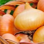 Чому цибуля часто виростає дрібною: не лише через ґрунт