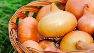 Чому цибуля часто виростає дрібною: не лише через ґрунт