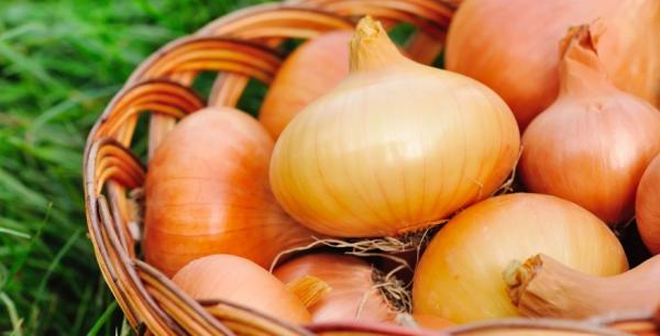 Чому цибуля часто виростає дрібною: не лише через ґрунт