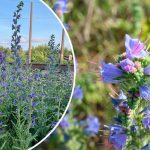 Синяк звичайний: користь, лікувальні властивості та рецепти застосування