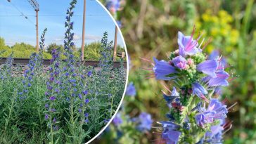 Синяк звичайний: користь, лікувальні властивості та рецепти застосування