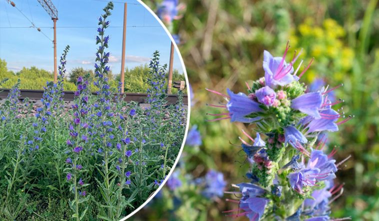 Синяк звичайний: користь, лікувальні властивості та рецепти застосування