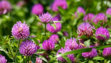 Конюшина – природний еліксир молодості та здоров’я