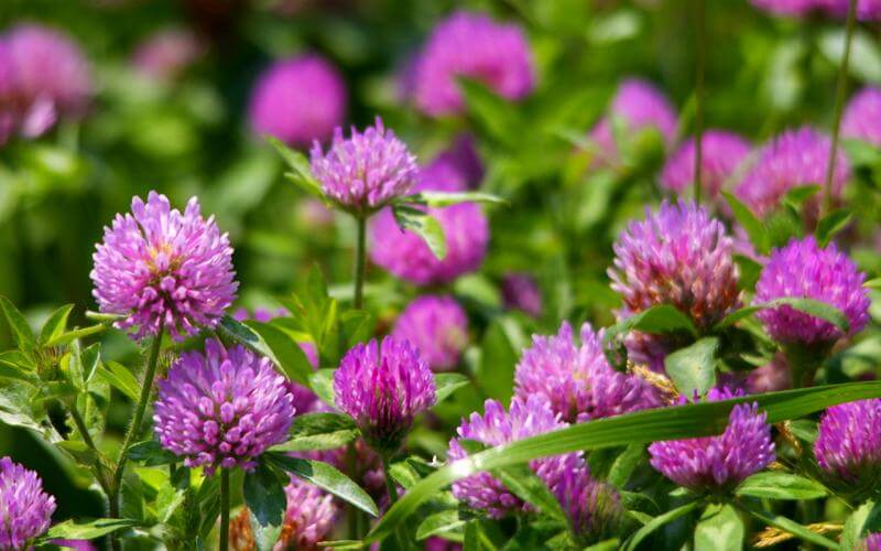 Конюшина – природний еліксир молодості та здоров’я