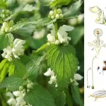 Біла глуха кропива (Lamium album): цілющі властивості, користь та рецепти застосування
