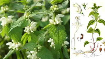 Біла глуха кропива (Lamium album): цілющі властивості, користь та рецепти застосування