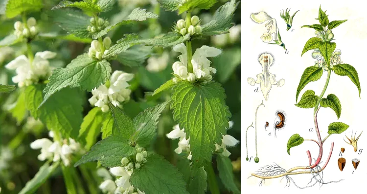 Біла глуха кропива (Lamium album): цілющі властивості, користь та рецепти застосування