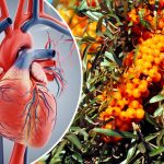 Обліпиха — «золота ягода» для здоров’я та краси: користь і найкращі рецепти застосування