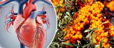 Обліпиха — «золота ягода» для здоров’я та краси: користь і найкращі рецепти застосування