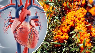 Обліпиха — «золота ягода» для здоров’я та краси: користь і найкращі рецепти застосування