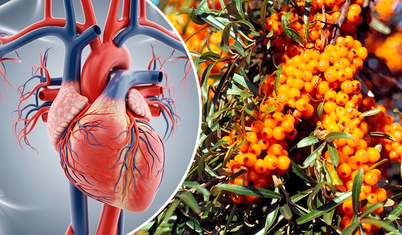 Обліпиха — «золота ягода» для здоров’я та краси: користь і найкращі рецепти застосування