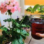 Натуральне добриво для кімнатних рослин: простий секрет, що оживить ваші квіти