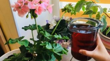 Натуральне добриво для кімнатних рослин: простий секрет, що оживить ваші квіти