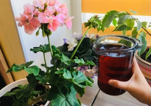 Натуральне добриво для кімнатних рослин: простий секрет, що оживить ваші квіти