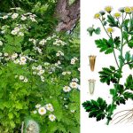 🌼 Піретрум дівочий: користь, лікувальні властивості та рецепти застосування